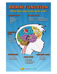 10-4889 Brain Function Poster for Concussion Prevention | I'm Safe